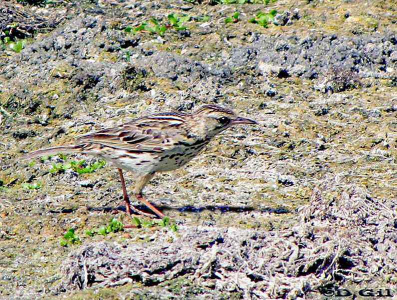 CACHIRLA UÑA LARGA (Anthus correndera) - Laguna de Rocha-ROCHA (Noviembre 2010)